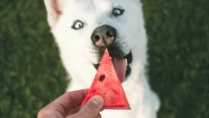 Most angery pupper